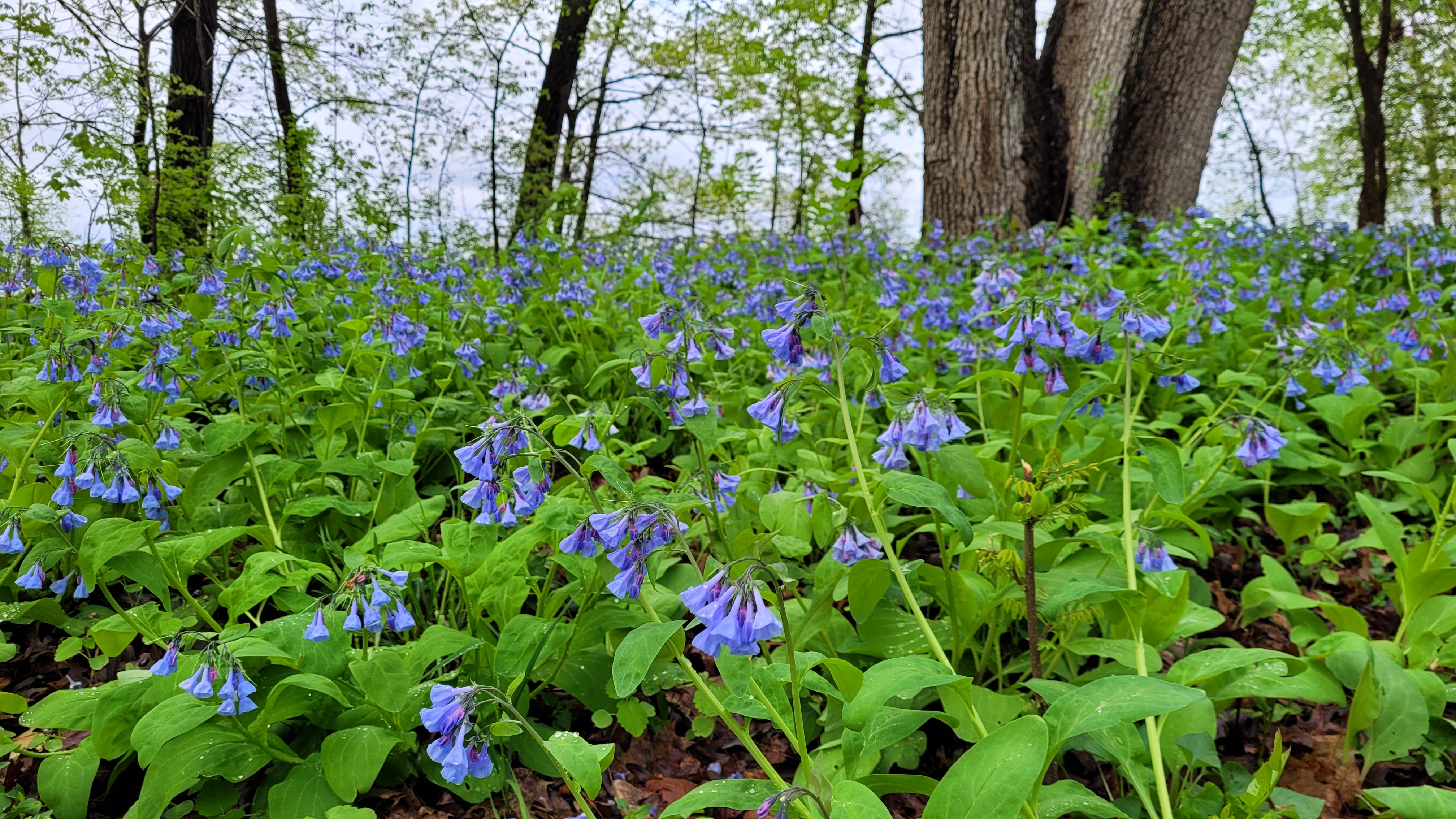 Virginia bluebells on the forest floor